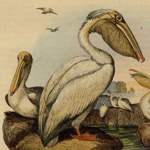 Histoire naturelle pélican - pélican, &