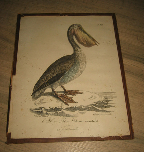 Ancienne lithographie polydore - ancienne,