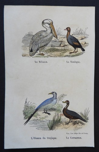 Buffon début 19ème - buffon, gravure