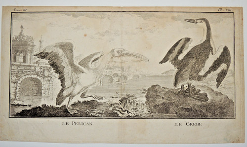 Gravure 18ème pelican - gravure,