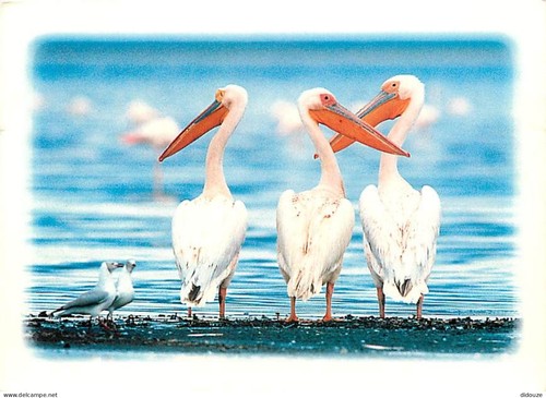 Carte postale animaux - -,